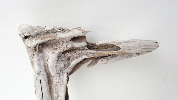 画像3: 変形流木 (3)