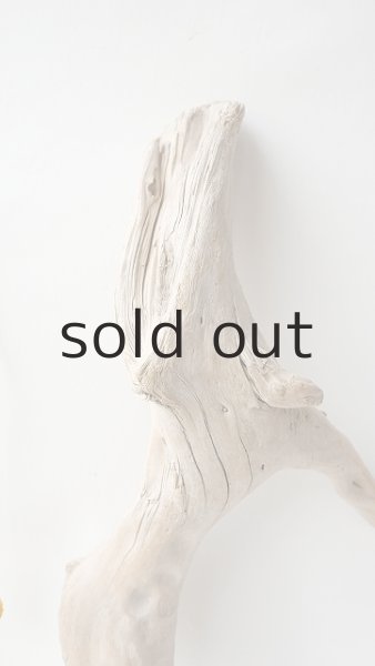 画像3: 流木根 (3)