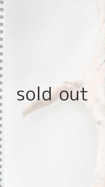 画像6: 流木根 (6)