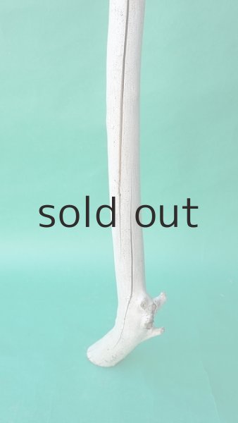 画像2: 枝流木 (2)