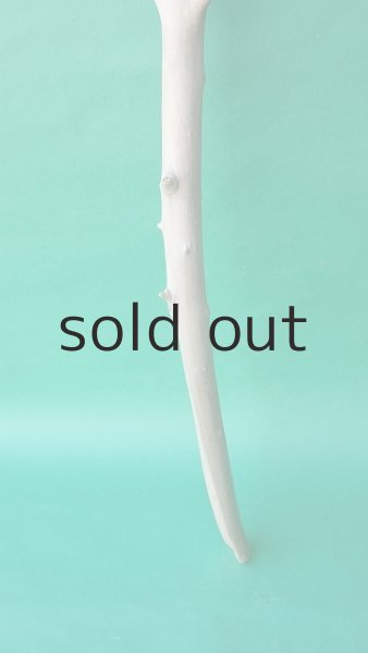 画像2: 枝流木 (2)