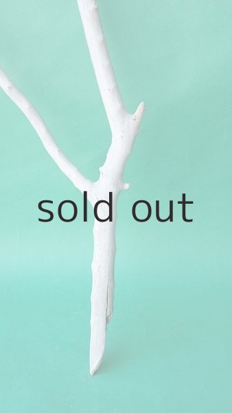 画像2: 枝流木 (2)