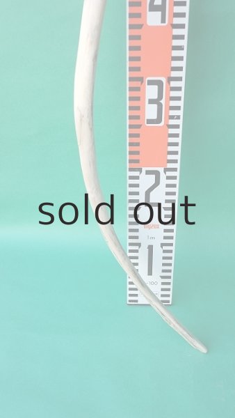 画像5: 枝流木 (5)