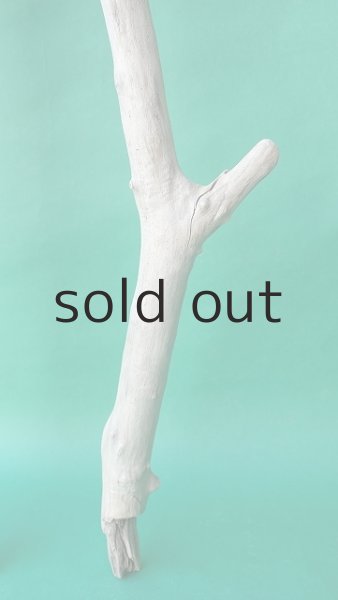 画像5: 枝流木 (5)