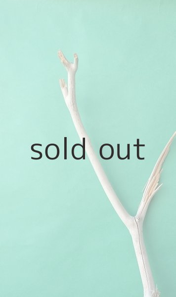 画像5: 枝流木 (5)