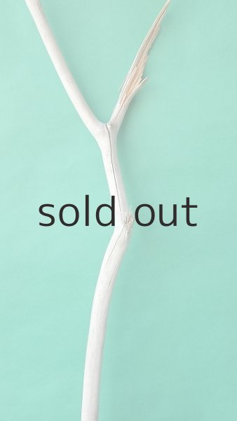 画像4: 枝流木 (4)