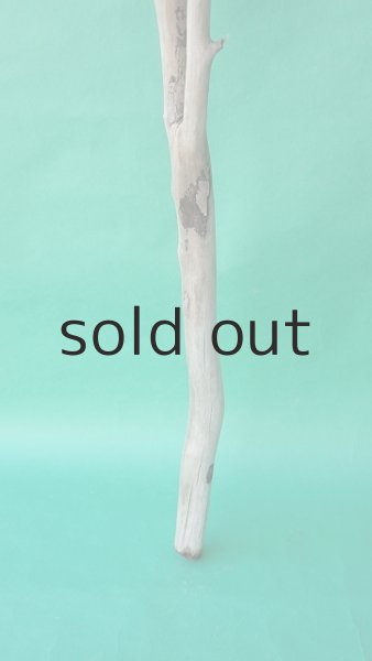 画像2: 枝流木 (2)