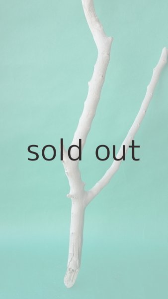 画像6: 枝流木 (6)