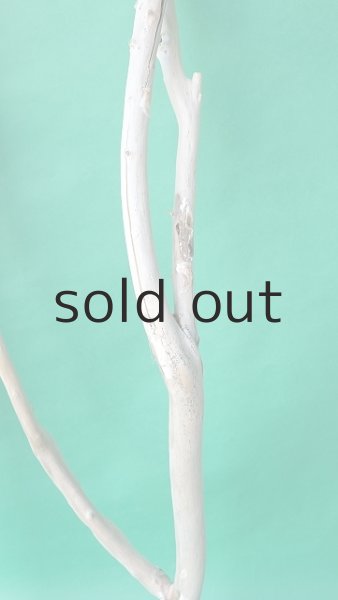 画像8: 枝流木 (8)