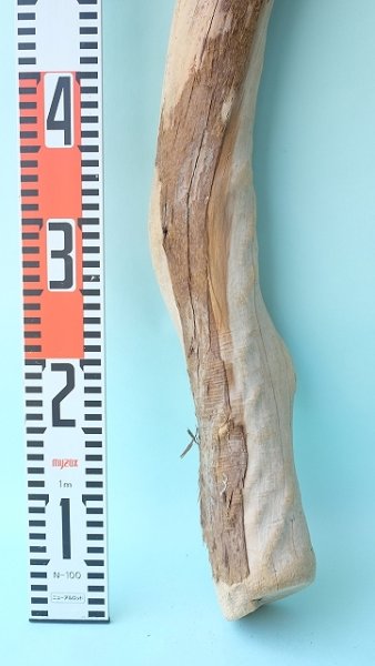 画像5: 幹流木 (5)