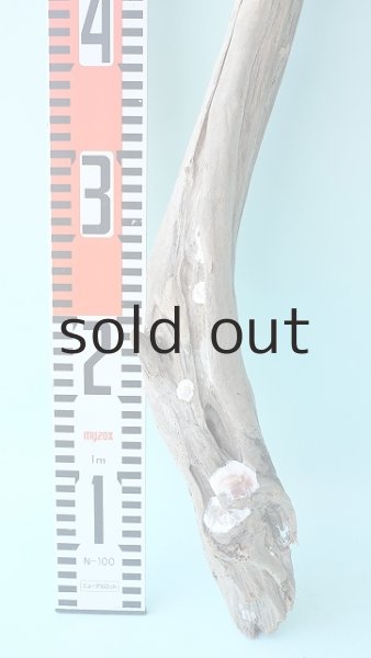 画像5: 幹流木 (5)