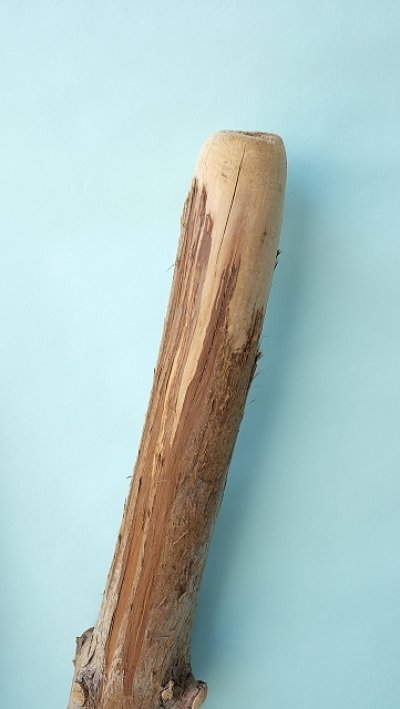 画像2: 幹流木