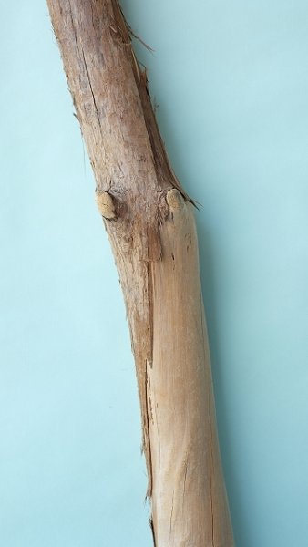 画像3: 幹流木 (3)