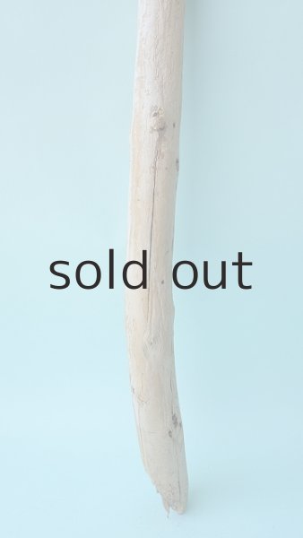 画像2: 棒流木 (2)