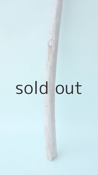 画像2: 棒流木 (2)