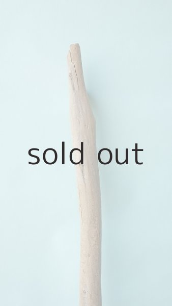 画像4: 幹流木 (4)