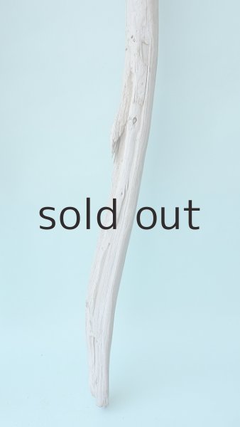 画像5: 棒流木 (5)