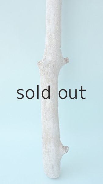 画像2: 棒流木 (2)