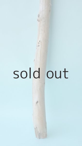 画像2: 棒流木 (2)