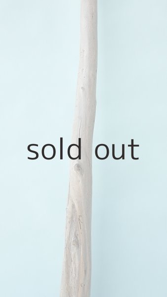 画像3: 幹流木 (3)