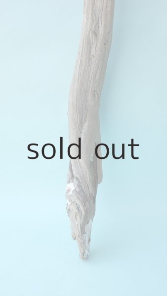 画像2: 幹流木 (2)