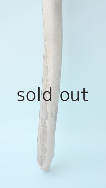 画像2: 棒流木 (2)