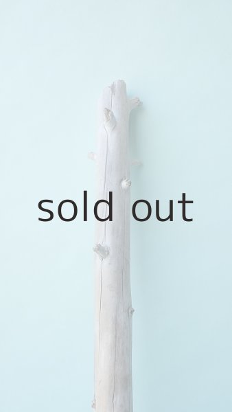 画像4: 幹流木 (4)