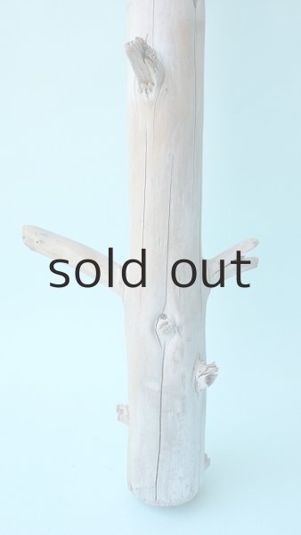 画像2: 幹流木 (2)