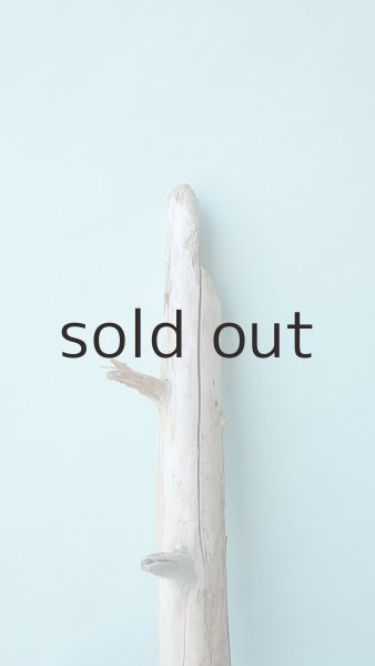 画像4: 幹流木 (4)