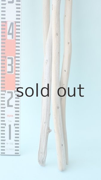 画像6: 棒流木セット (6)