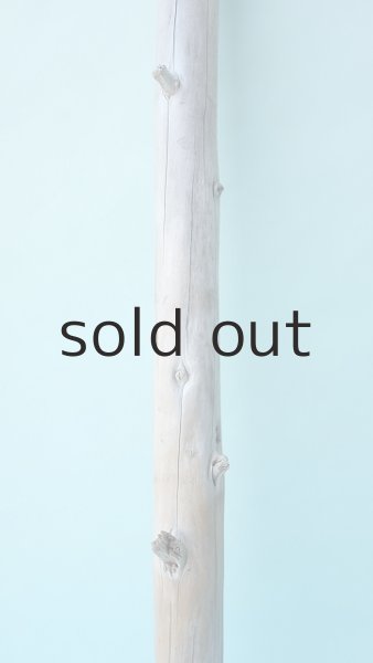 画像3: 幹流木 (3)