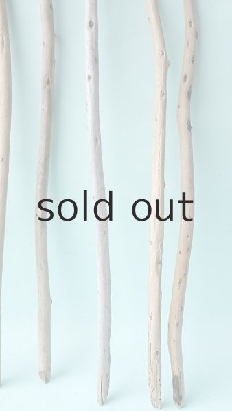 画像3: 棒流木セット (3)