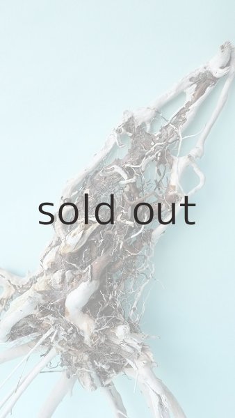 画像4: 流木根 (4)