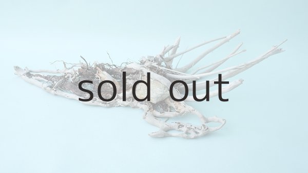 画像6: 流木根 (6)