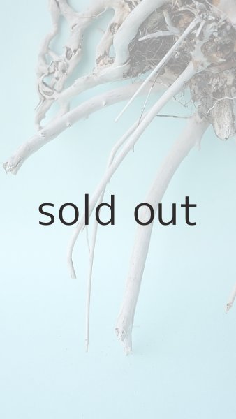 画像2: 流木根 (2)