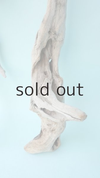 画像3: 流木根セット (3)