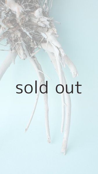 画像3: 流木根 (3)