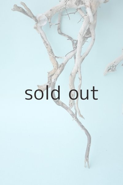 画像2: 流木根セット (2)