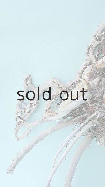 画像5: 流木根 (5)