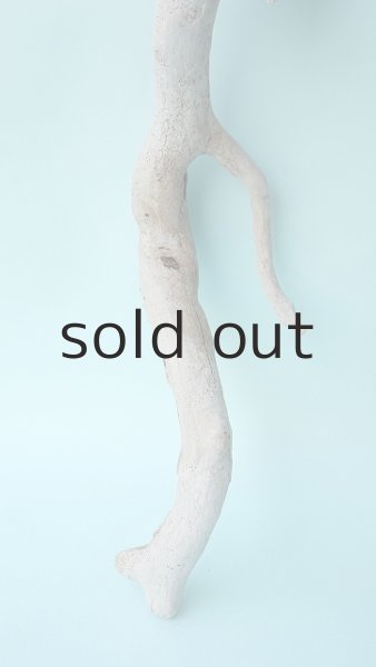 画像2: 流木根セット (2)