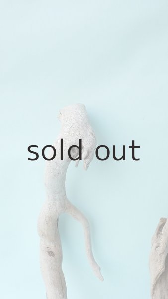 画像5: 流木根セット (5)