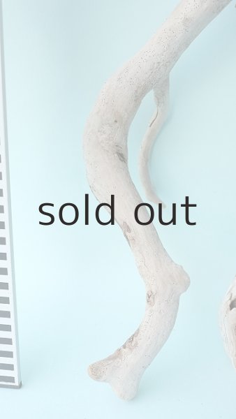 画像6: 流木根セット (6)