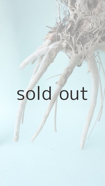 画像8: 流木根 (8)