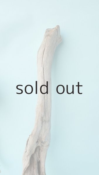 画像4: 流木根セット (4)