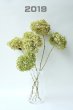 画像1: Dry plants for decor デコール用乾燥紫陽花（アナベル・小）2019年度開花分 (1)