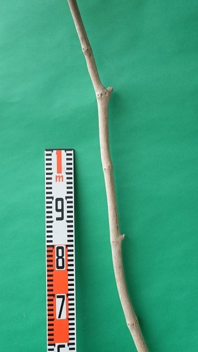 画像1: 枝流木