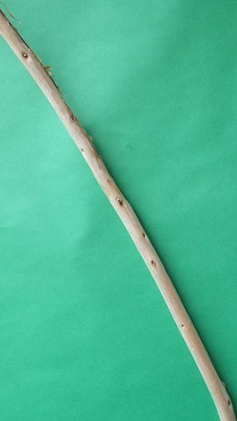 画像4: 棒流木 (4)