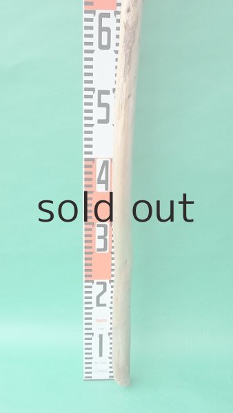 画像5: 棒流木 (5)