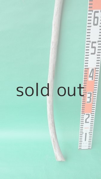 画像5: 枝流木 (5)