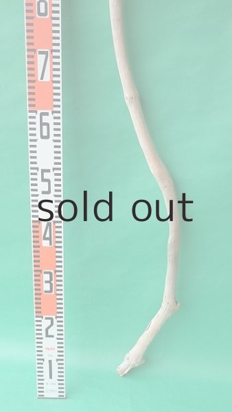 画像5: 枝流木 (5)